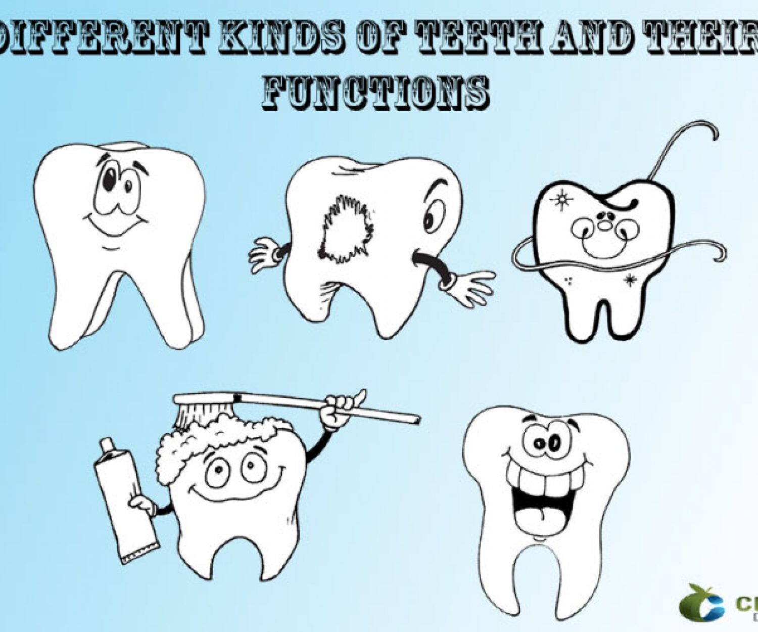 Do you know the different types of teeth?